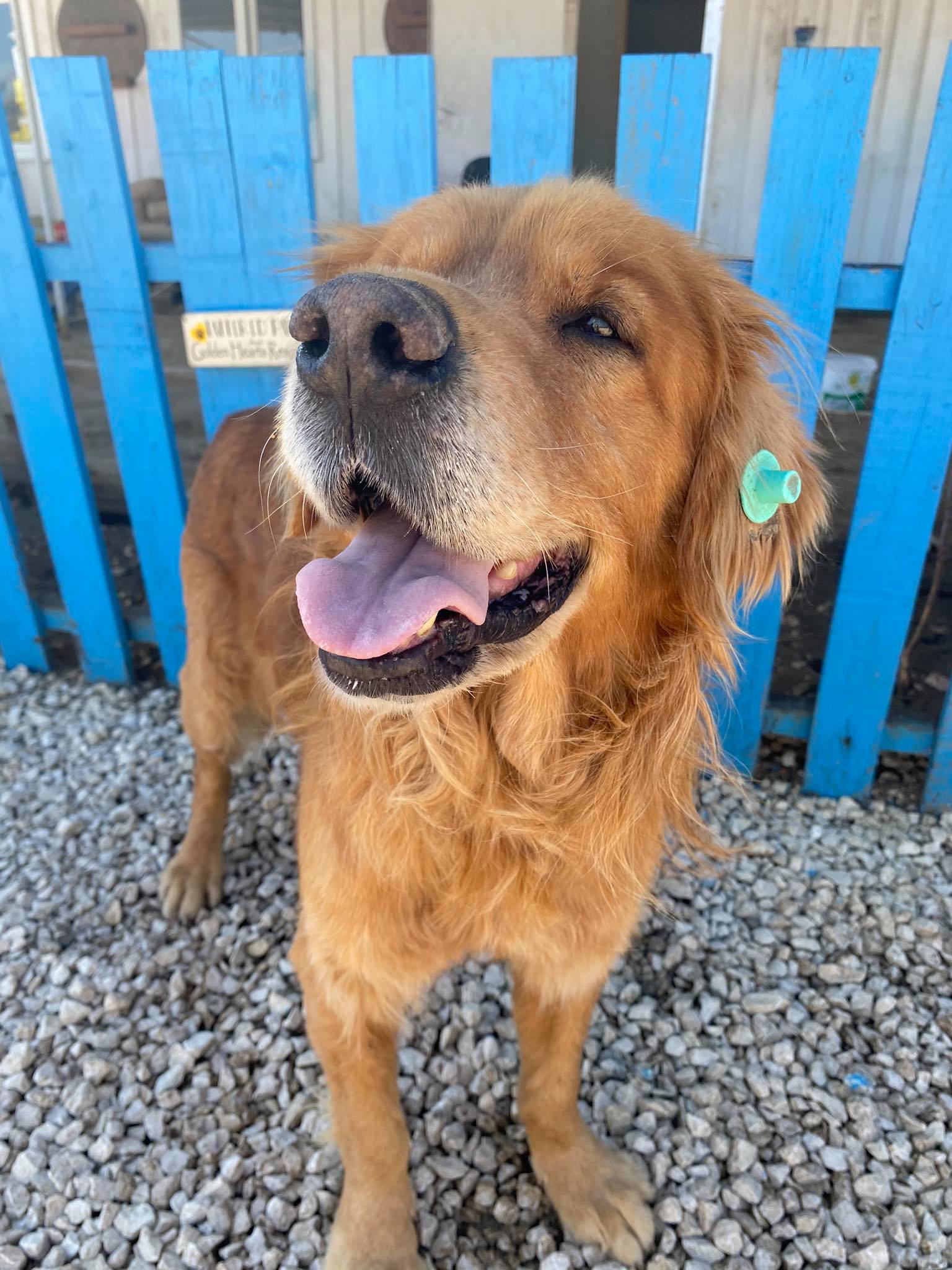 Henry (fka Boston)